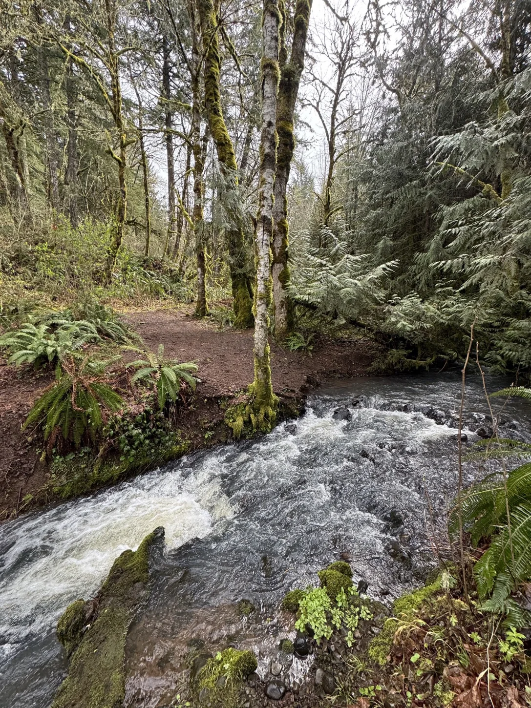 Creek flowing through a wooded landscape